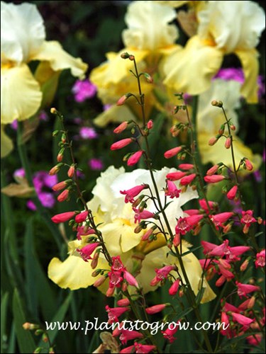 A back drop of the yellow falls and white petals of a tall bearded Iris.